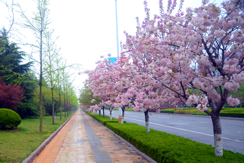 聊城花園北路綠化