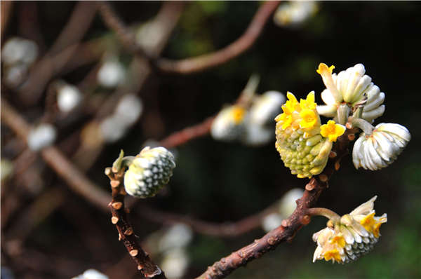 結香花產地價格