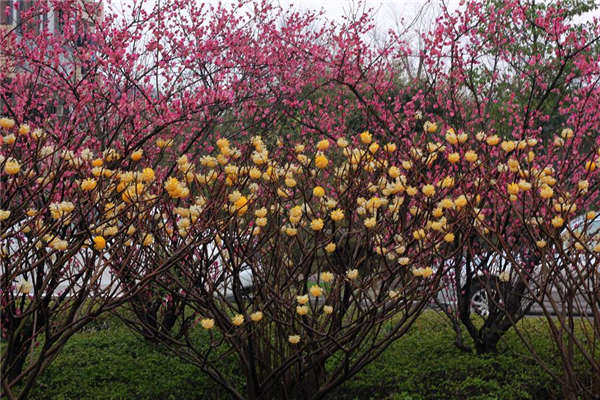 結香花生長習性